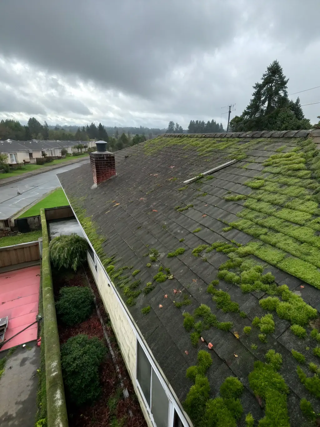 A close-up shot of a roof covered in thick green moss, highlighting the need for professional moss removal services in Folsom, CA.